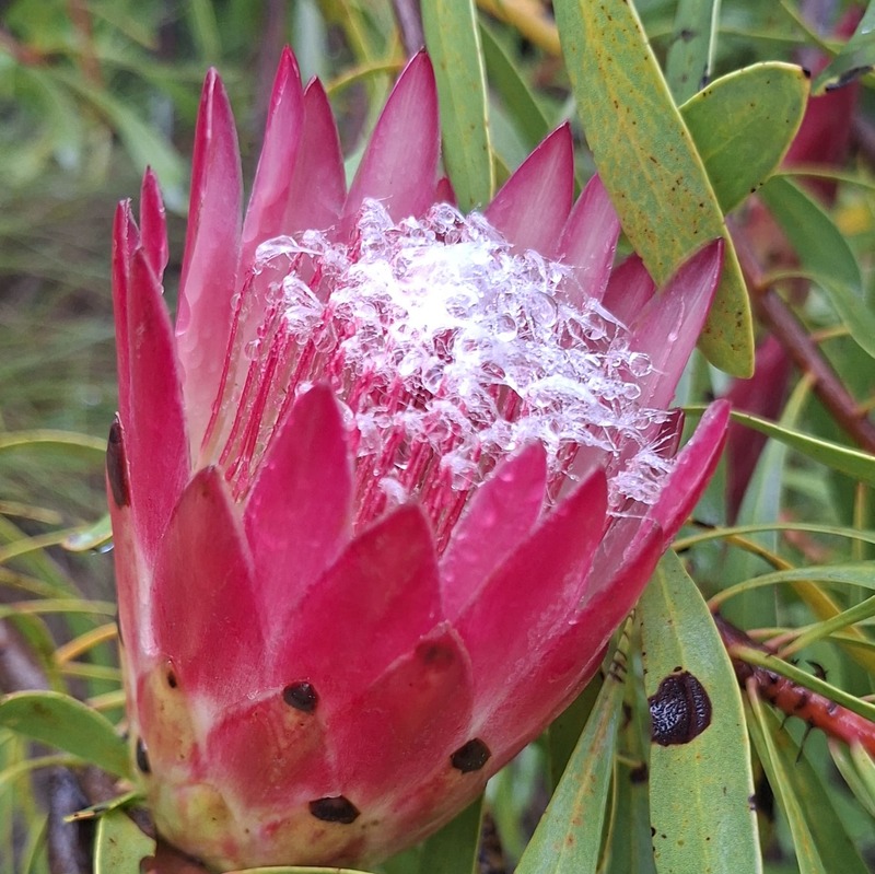 Protea